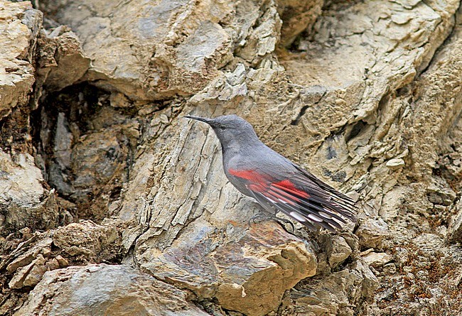 Wallcreeper (Tichodroma muraria) perched on a rock stock-image by Agami/Pete Morris,