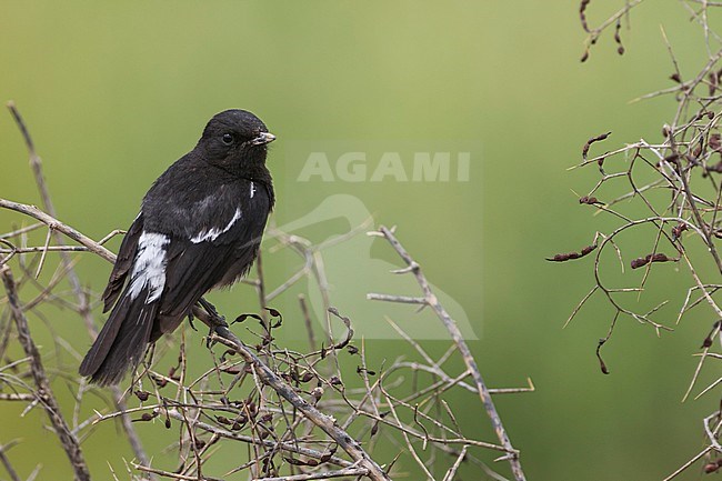 Pied Stonechat (Saxicola caprea ssp. rossorum) Tajikistan, adult male perched on a branch and green background stock-image by Agami/Ralph Martin,