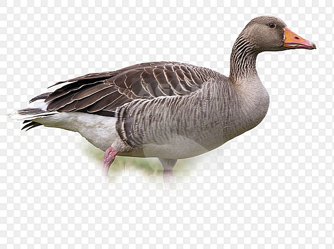 Grauwe Gans; Greylag Goose; Anser anser stock-image by Agami/Daniele Occhiato,