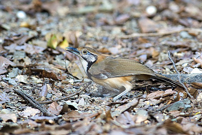 A side view of a Greater Necklaced Laughingthrush foraging on the forest floor. stock-image by Agami/Jacob Garvelink,