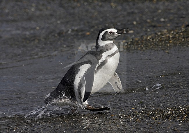 Magellanic Penguin walking out of the water; MagelhaenpinguÃ¯n lopend uit het water stock-image by Agami/Marc Guyt,