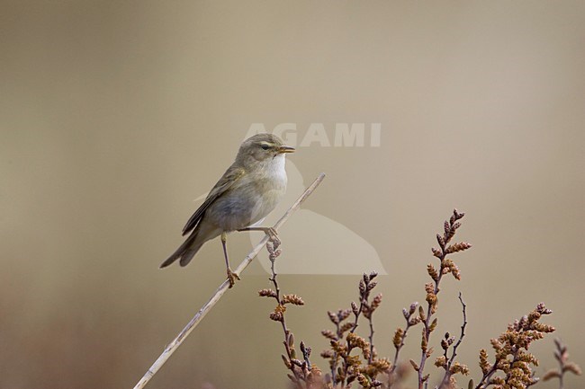 Fitis zittend op een tak; Willow Warbler perched on a twig stock-image by Agami/Arie Ouwerkerk,