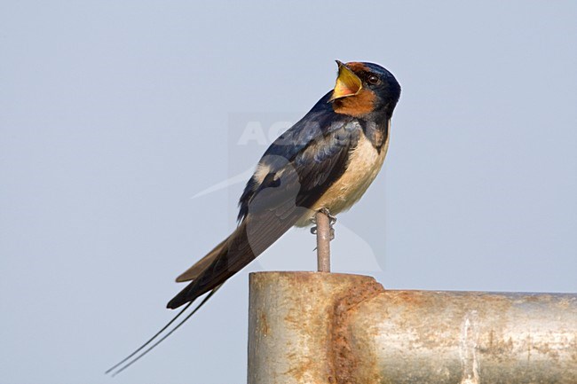 Boerenzwaluw roepend vanaf hek Nederland, Barn Swallow calling from fence Netherlands stock-image by Agami/Wil Leurs,