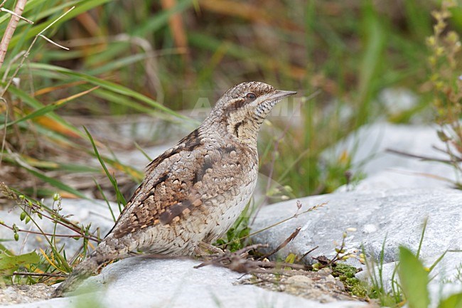 Draaihals op de grond, Eurasian Wryneck on the ground stock-image by Agami/Ran Schols,