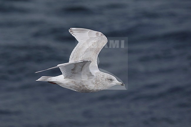 Kumliens Meeuw, Kumlien's Gull, Larus glaucoides kumlieni stock-image by Agami/Chris van Rijswijk,