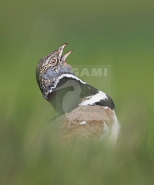 Little Bustard (Tetrax tetrax) at a lek in Catalonia, Spain. stock-image by Agami/Marc Guyt,