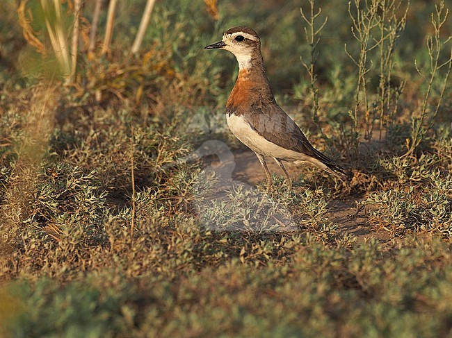 Caspian Plover, Charadrius asiaticus, male, Kazakstan steppe. stock-image by Agami/James Eaton,