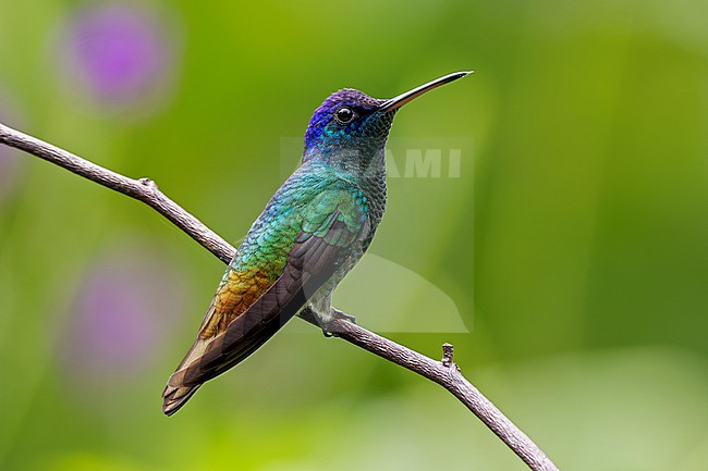 Golden-tailed Sapphire (Chrysuronia oenone oenone) male perched on a thin twig, with plain background stock-image by Agami/Andy & Gill Swash ,