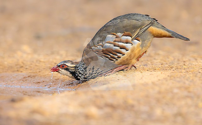 Red-legged partridge drinking, Water droplets falling gracefully from its beak stock-image by Agami/Onno Wildschut,