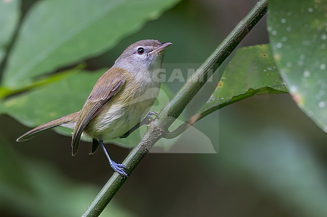 Puerto Rican Vireo (Vireo latimeri) Perched on a branch in Puerto Rico stock-image by Agami/Dubi Shapiro,