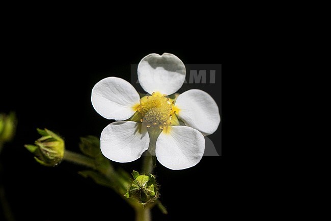 Hautbois Strawberry	flowers stock-image by Agami/Wil Leurs,