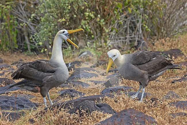 Adult Waved Albatrosses (Phoebastria irrorata) on the Galapagos Islands, part of the Republic of Ecuador. Displaying birds. stock-image by Agami/Pete Morris,