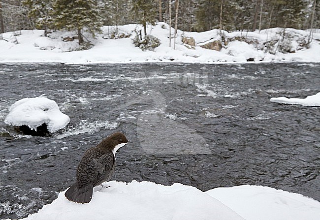 White-throated Dipper (Cinclus cinclus) wintering along a river in taiga forest in Finland. stock-image by Agami/Markus Varesvuo,
