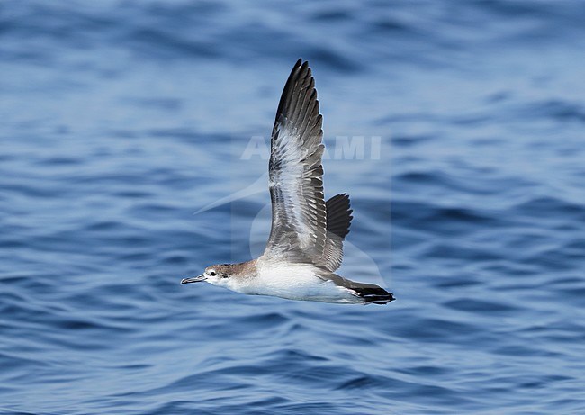 First-year Persian Shearwater (Puffinus persicus) off Mirbat in Oman. Flying low over the water surface. stock-image by Agami/Aurélien Audevard,