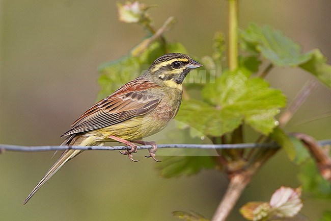 Adult male Cirl Bunting (Emberiza cirlus) in Germany. Sitting on a fence from a vineyard. stock-image by Agami/Ralph Martin,