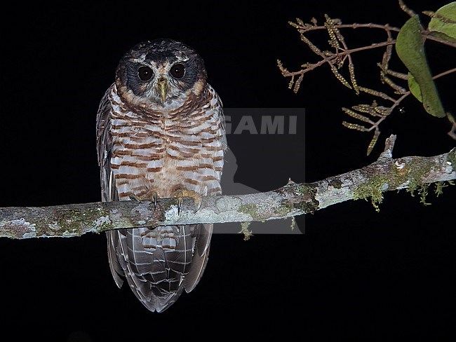 Band-bellied Owl (Pulsatrix melanota melanota) at Vereda Verdeyaco, Cauca, Colombia. stock-image by Agami/Tom Friedel,