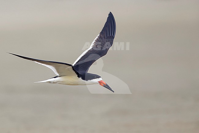 Adult Black Skimmer (Rynchops niger)
Galveston Co., Texas, USA stock-image by Agami/Brian E Small,