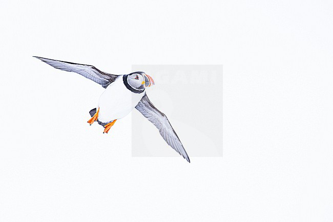  stock-image by Agami/Menno van Duijn,