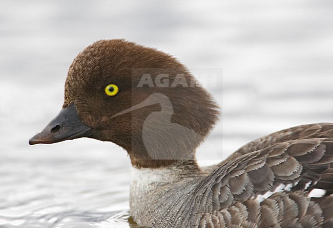 Vrouwtje IJslandse Brilduiker, Female Barrow's Goldeneye stock-image by Agami/Markus Varesvuo,