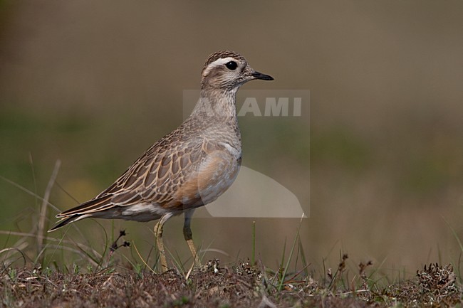 Morinelplevier op trek; Migrant Eurasian Dotterel stock-image by Agami/Arnold Meijer,