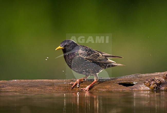Badderende Spreeuw; Bathing Common Starling stock-image by Agami/Marc Guyt,