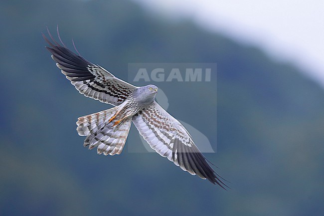Adult male Montagu's Harrier, Circus pygargus, in Italy. stock-image by Agami/Daniele Occhiato,