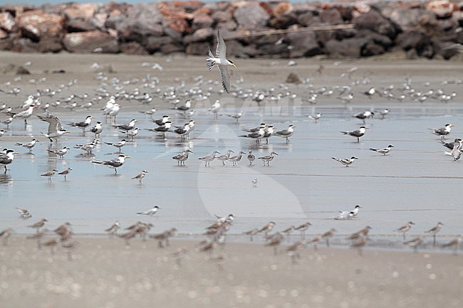 Great Knots and other waders at Laem Pak Bia, Thailand stock-image by Agami/Helge Sorensen,