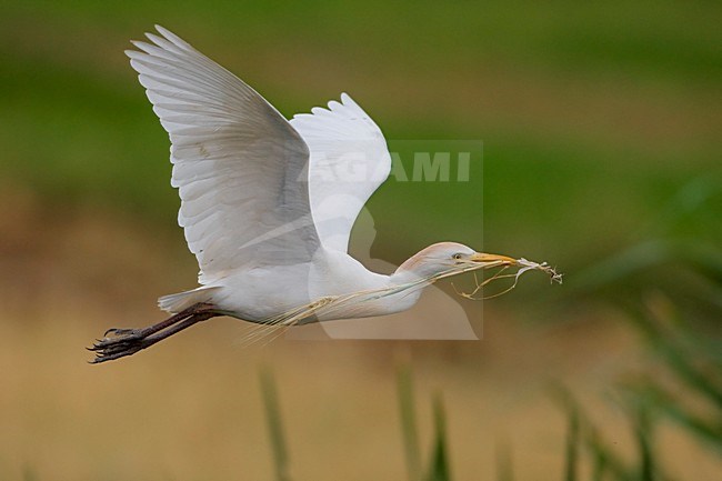 Koereiger volwassen vliegend met tak; Cattle Egret adult flying with branch stock-image by Agami/Daniele Occhiato,