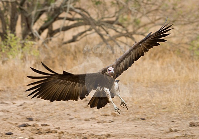 Kapgier, Hooded Vulture, Necrosyrtes monachus stock-image by Agami/Marc Guyt,