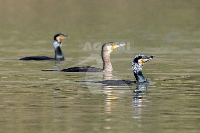 Great Cormorant (Phalacrocorax carbo sinensis), a small flock in the water, Campania, Italy stock-image by Agami/Saverio Gatto,