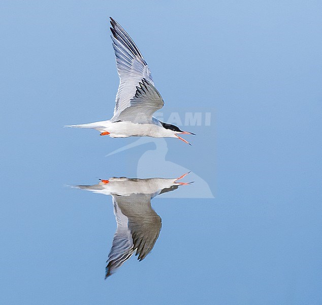Adult Common Tern (Sterna hirundo) flying over saltpans near Skala Kalloni on the island of Lesvos, Greece. With perfect reflection. stock-image by Agami/Marc Guyt,