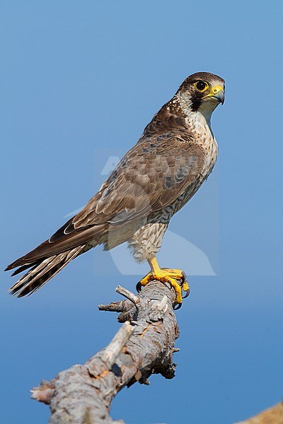 Second calendar year Peregrine (Falco peregrinus broekie) perched on a branch in Italy. stock-image by Agami/Saverio Gatto,
