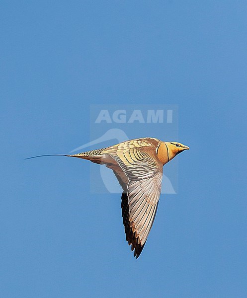 Pin-tailed Sandgrouse (Pterocles alchata) in steppes near Belchite in Spain. stock-image by Agami/Marc Guyt,