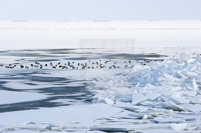 Flock of Tufted Duck (Aythya fuligula) wintering on a frozen Ijsselmeer in the Neherlands. stock-image by Agami/Karel Mauer,