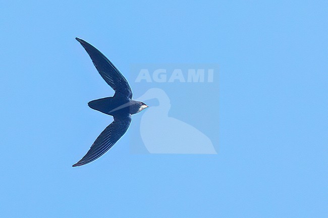 Philippine Spinetail (Mearnsia picina) soaring above the forest in the Philippines stock-image by Agami/Dubi Shapiro,