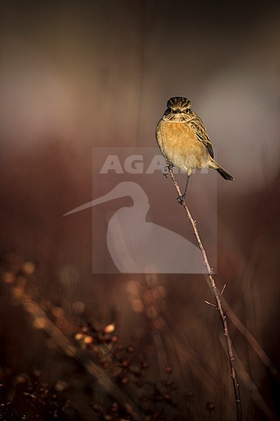 Roodborsttapuit; European Stonechat; Saxicola rubicola stock-image by Agami/Daniele Occhiato,
