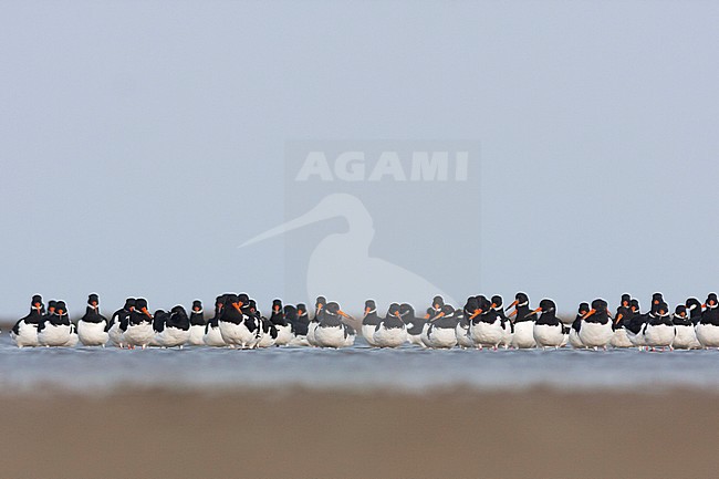 Eurasian Oystercatcher - Austernfischer - Haematopus ostralegus ssp. ostralegus, Germany stock-image by Agami/Ralph Martin,