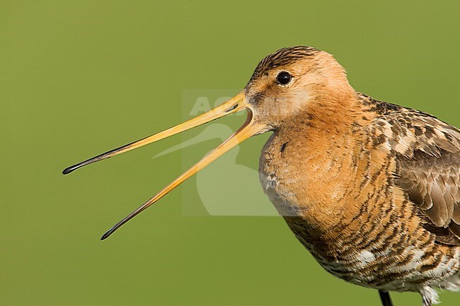 Male Black-tailed Godwit (Limosa limosa) loud calling against a green background on Terschelling in the Netherlands. stock-image by Agami/Arie Ouwerkerk,
