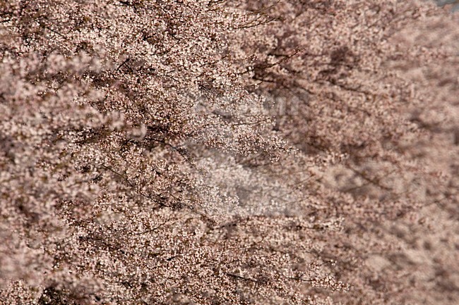 Bloeiende Prunus boom, Flowering Prunus tree stock-image by Agami/Wil Leurs,