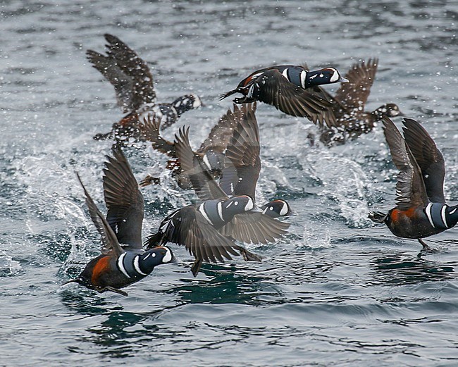 Harlequin Ducks (Histrionicus histrionicus) flying in Japanese harbour on Hokkaido. stock-image by Agami/Pete Morris,