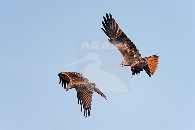 Rode Wouwen vechtend in de vlucht; Red Kites fighting in flight stock-image by Agami/Markus Varesvuo,