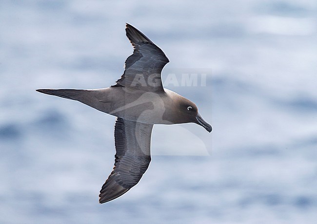 Light-mantled Albatross (Phoebetria palpebrata) flying over the Pacific Ocean between the Aucklands islands and Antipodes islands, New Zealand. Seen from the side, showing under wings. stock-image by Agami/Marc Guyt,