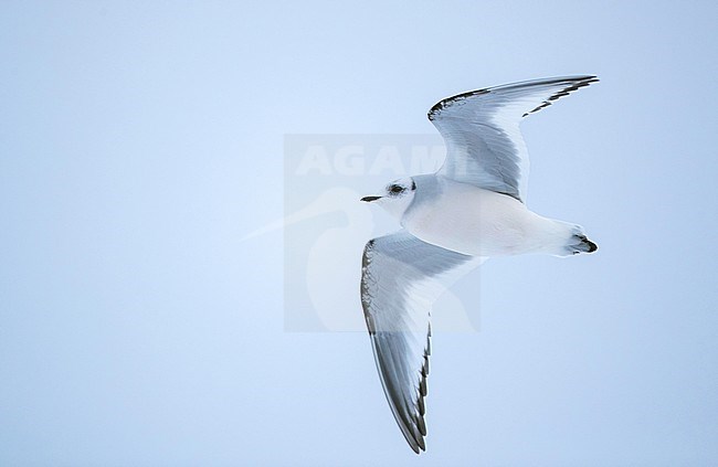 First-winter Ross's Gull (Rhodostethia rosea) in flight over Tupper Lake in New York state in the United States during winter. stock-image by Agami/Ian Davies,