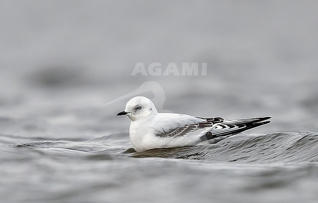 1st winter Ross's Gull flying over Vlissingen, Zeeland, The Netherlands. January 28, 2018. stock-image by Agami/Vincent Legrand,