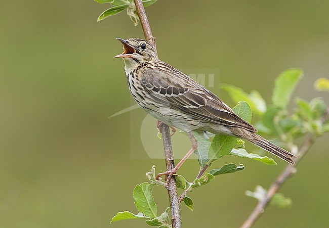 Adult male Tree Pipit (Anthus trivialis) sitting in a tree in Italy, loudly singing. stock-image by Agami/Daniele Occhiato,