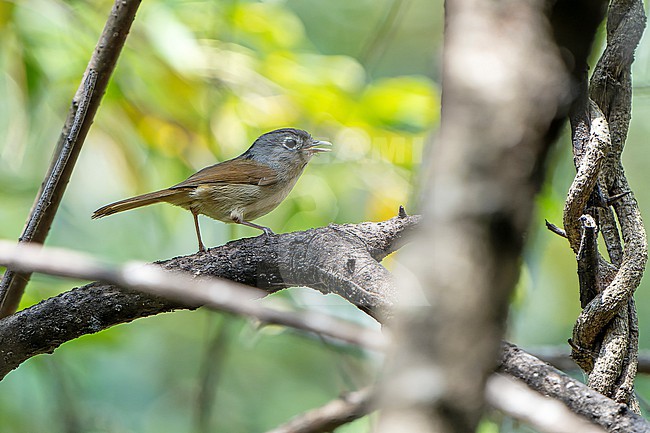Nepal Fulvetta (Alcippe nipalensis) in Nepal. stock-image by Agami/Dani Lopez-Velasco,