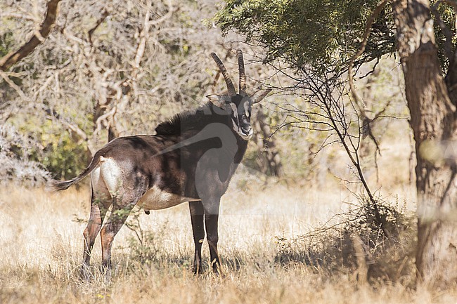Sable antelope (Hippotragus niger niger) in South Africa. Also known as the common sable antelope, black sable antelope, Matsetsi sable antelope or South Zambian sable antelope. stock-image by Agami/Pete Morris,