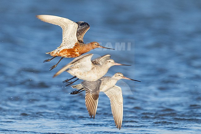  stock-image by Agami/Menno van Duijn,