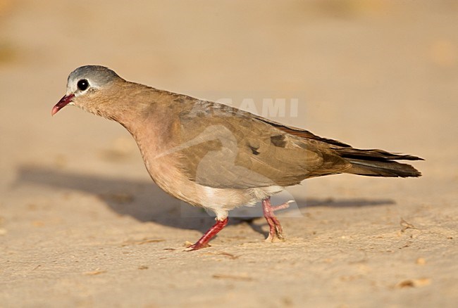 Staalvlekduif, Blue-spotted Wood Dove stock-image by Agami/Marc Guyt,