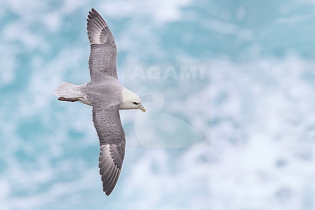 Northern Fulmar (Fulmarus glacialis auduboni), stock-image by Agami/Saverio Gatto,